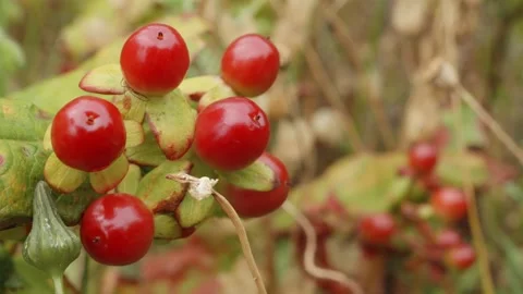 Red berry in macro close up stock footage Stock Footage 344787959