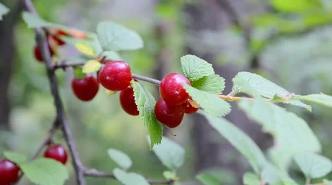 Red berry of nanking cherry (prunus tomentosa, cerasus tomentosa), vitamin. Video stock 52362500