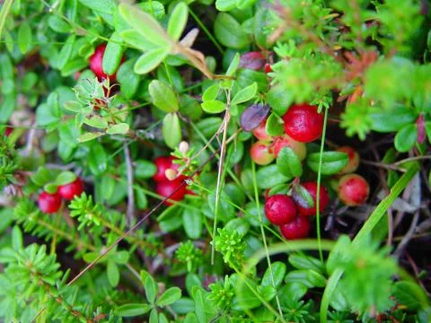 Red berry Stock Photos