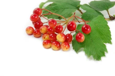 Red berry Stock Photos