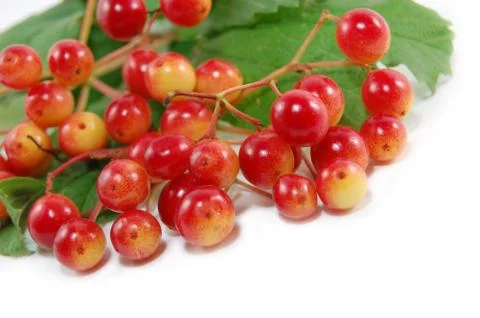 Red berry Stock Photos