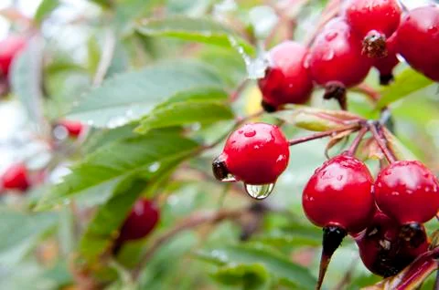 Red berry Stock Photos