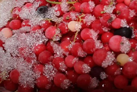 Red berry Stock Photos