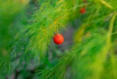  red berry Stock Photos