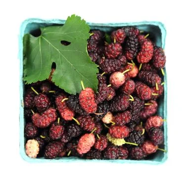 Red berry Stock Photos