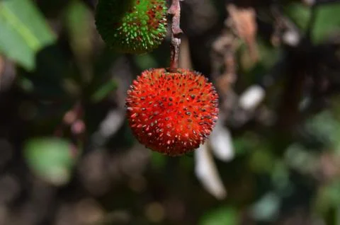 A red Berry Stock Photos