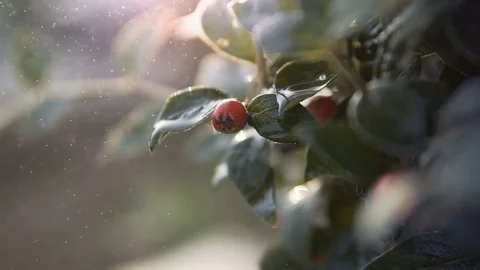 Red Berry in the Rain Slowmotion Stock Footage 81103455