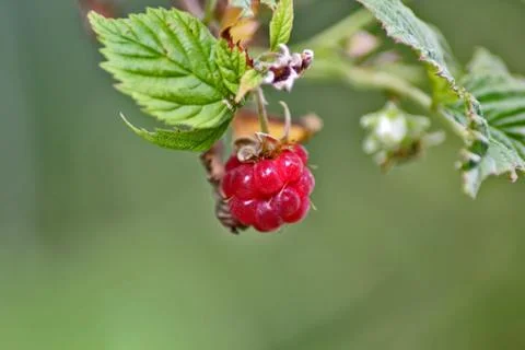 Red berry raspberry with green leaf, close-up Stock Photos