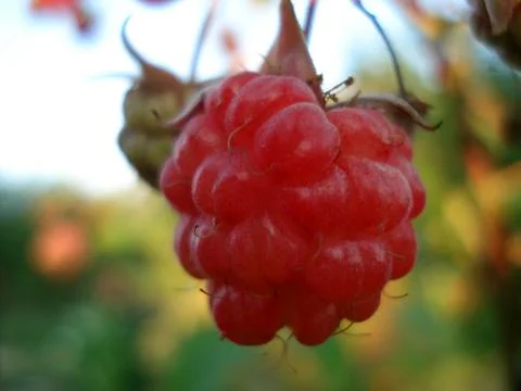 Red berry raspberry with green leaf, close-up Stock Photos
