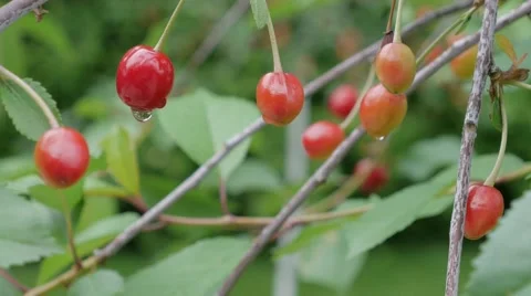 Red berry sweet cherry on a background of green foliage with water drops Vidéo 51663545