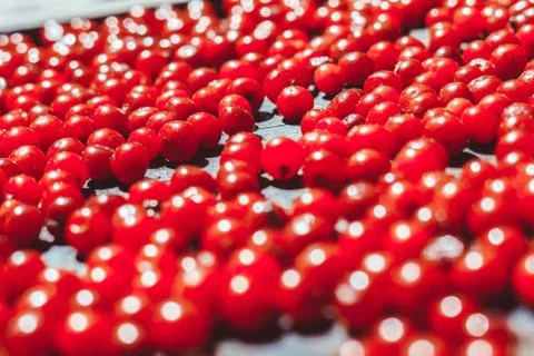 Red berry on a tray Stock Photos