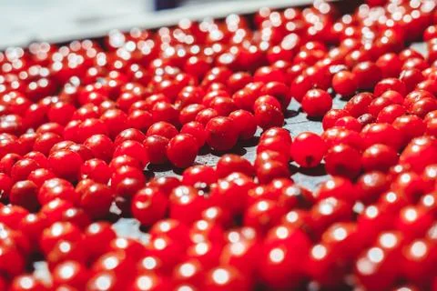 Red berry on a tray Stock Photos