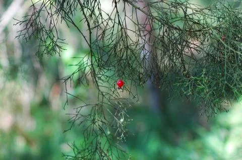A red berry on a tree, against a background of green. Stock Photos