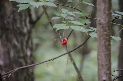 Red berry on a tree branch in the forest in autumn. Stock Photos