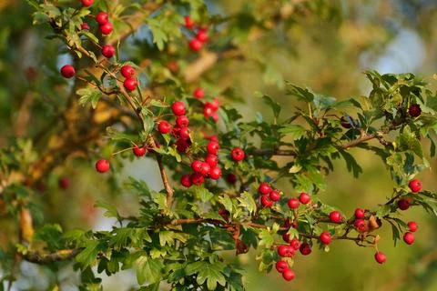 Red berry on a tree Fotos de archivo
