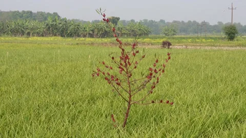 Red Berry Tree in Rice Field Stock Footage 333263220