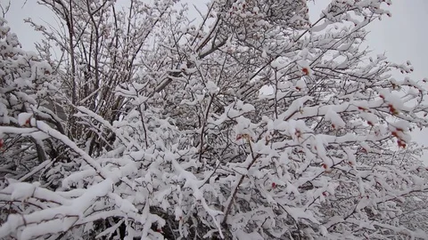 Red berry trees in winter Stockbeeldmateriaal 121964366