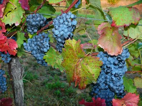 Red  berry wine Stock Photos