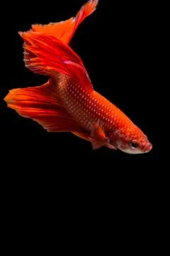 Red betta fish Stock Photos
