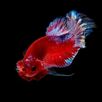Red betta fish Stock Photos