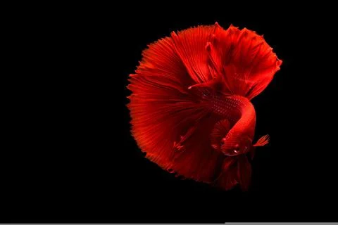 Red betta fish Stock Photos