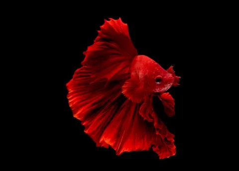 Red betta fish, Siamese fighting fish was isolated on black background Stock Photos