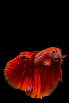 Red betta fish, siamese fighting fish on black background Stock Photos