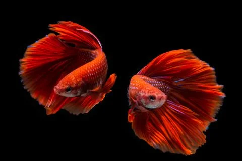 Red betta fish, siamese fighting fish on black background Stock Photos