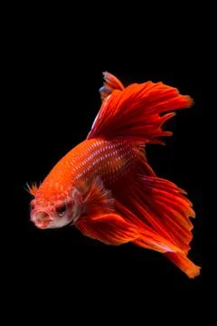Red betta fish, siamese fighting fish on black background Stock Photos
