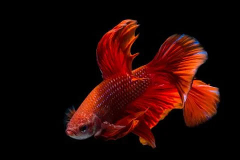 Red betta fish, siamese fighting fish on black background Stock Photos