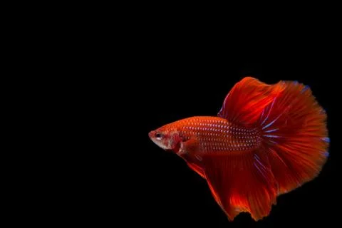 Red betta fish, siamese fighting fish on black background Stock Photos