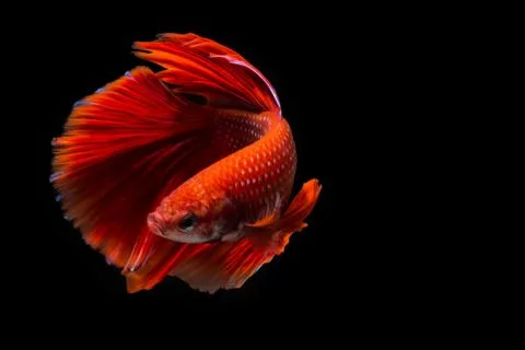 Red betta fish, siamese fighting fish on black background Stock Photos