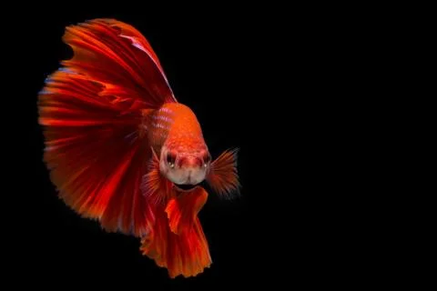 Red betta fish, siamese fighting fish on black background Stock Photos