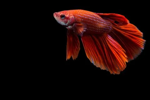 Red betta fish, siamese fighting fish on black background Stock Photos