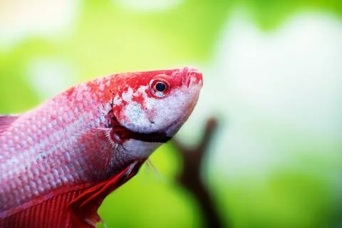 Red Betta splendens fish close up macro in planted freshwater aquarium Stock-Fotos