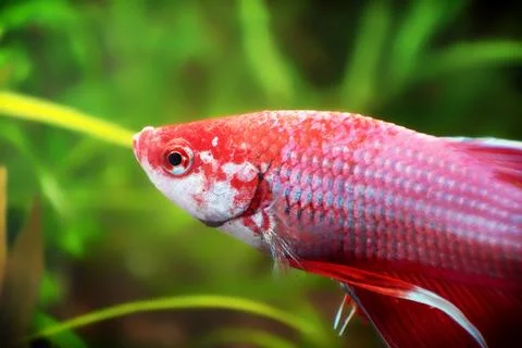 Red Betta splendens fish close up macro in planted freshwater aquarium Photos