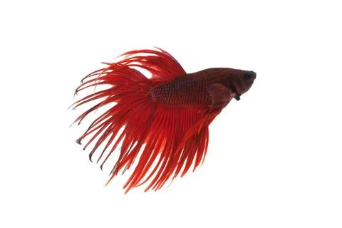 Red betta splendens Stock Photos
