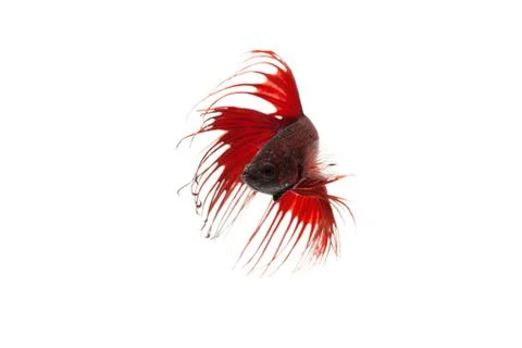 Red betta splendens Stock Photos