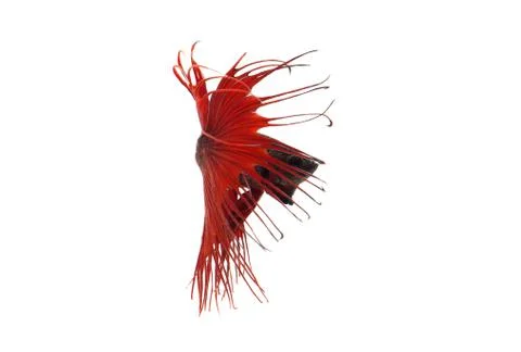 Red betta splendens Stock Photos