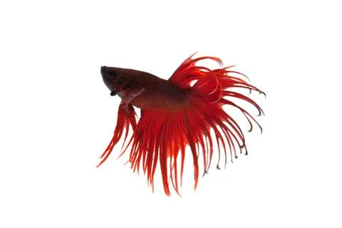 Red betta splendens Stock Photos