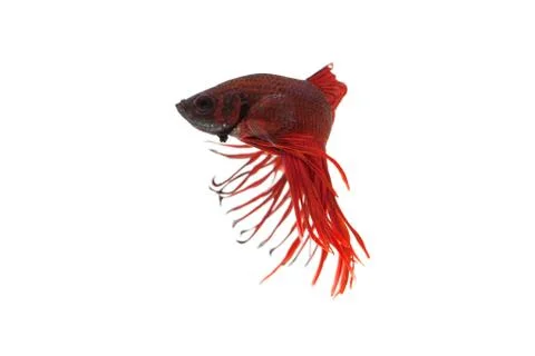 Red betta splendens Stock Photos