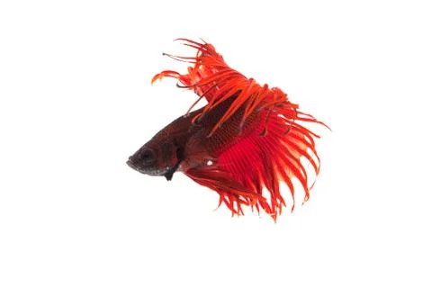 Red betta splendens Stock Photos