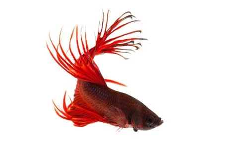 Red betta splendens Stock Photos