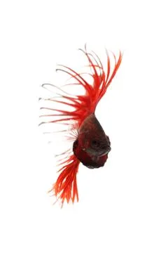 Red betta splendens Stock Photos