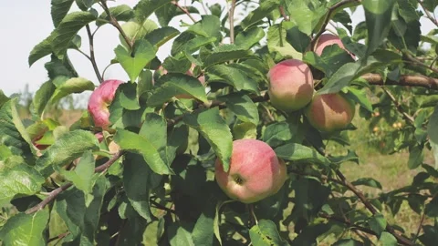 Red big apples on a branch. Winter variety of apples on a green tree Stock Footage 144627422