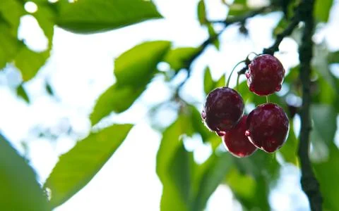 Red big Cherries hanging on a cherry tree branch. Stock Photos
