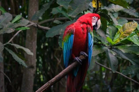 Red big parrot Stock Photos