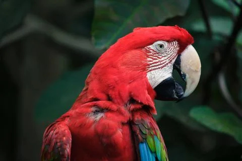 Red big parrot Stock Photos