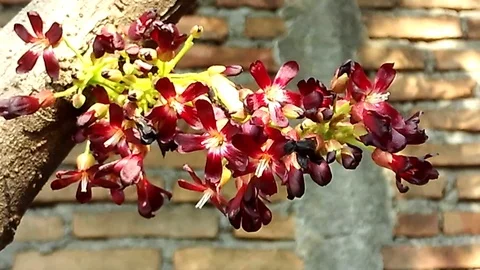 Red bilimbi flower on the tree shot on the morning Stock Footage 121663313