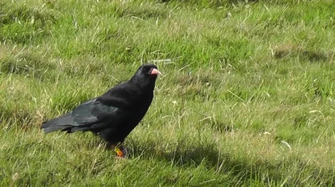 Red-billed Chough calling Stock Footage 41473225